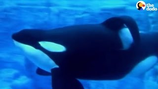 Tilikum Dies SeaWorld’s Most Famous Orca Passes Away  The Dodo [upl. by Adnilasor]