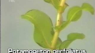 clasping leaf pondweed Potamogeton perfoliatus [upl. by Franchot]