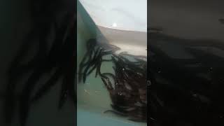 Live Eels for Striped Bass Fishing Eels are on of the Best Baits for RI Striper Fishing [upl. by Adian]