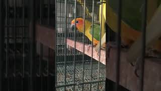 Opaline lover birds shortsviral shortsvideo [upl. by Obellia]