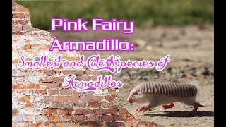 Pink Fairy Armadillo Smallest and Cutest Species of Armadillos animals armadillo mammals [upl. by Adnola]