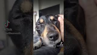 Cosmo the doggo pets cuteanimal puppy cutepet funny cutespets cutepuppy cute cocoaandcosmo [upl. by Eissahc]