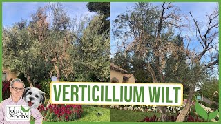 Verticillium Wilt  What Is It amp How To Deal With It [upl. by Edelman]