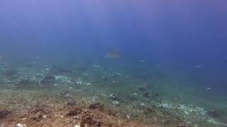 We Spent 100 Hours Restoring Coral Found a Spotted Eagle Ray Near Our Worksite  Coral Restoration [upl. by Paugh]