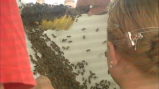 American Honey Queen Wears a Bee Beard at the Ohio State Fair [upl. by Dorry]