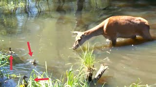 HIT Jeleń spotyka małe kaczki w leśnej rzece Piękne zachowanie [upl. by Gavrila498]