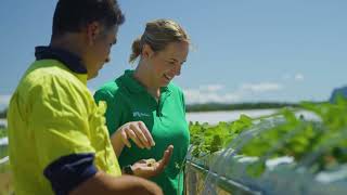 Nufarm Intervene Pinata Farms success in strawberries [upl. by Ojiram]