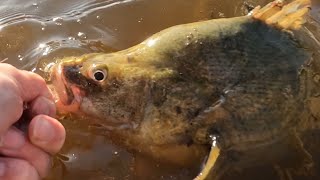 Casting Spinnerbaits for YellowbellyGolden Perch at Taylor CreekKow Swamp [upl. by Niroht]