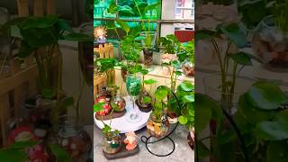 Indoor Plants Propagate in Water from Cuttings  Propagating Plants in Water Without Soil [upl. by Niwled769]