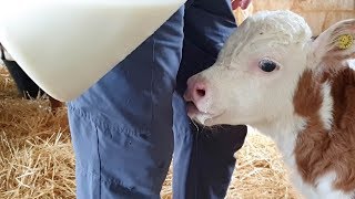 Meet The Adorable Miniature Hereford Cows [upl. by Enilehcim]