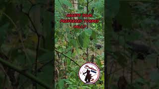 Fall turkey season is right around the corner turkeyhunting fall turkeycall [upl. by Eisteb]