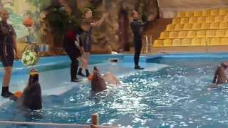 Kharkov Dolphinarium quotNemoquot  Харьковский дельфинарий quotНемоquot [upl. by Stormy]