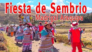 Fiesta de Sembrio Madrigal  Arequipa 2021  JHATUN ACHUSHI [upl. by Helbonia]