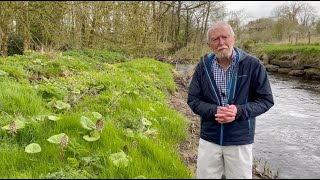 Butterbur with John Feehan in April part of the Wildflowers of Offaly series [upl. by Anavas]