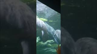 Manatee swimming at the cincinnati zoo animal bringingthezootoyou [upl. by Ardnosac]