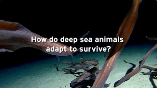 How do deep sea animals adapt to survive [upl. by Aneeb]