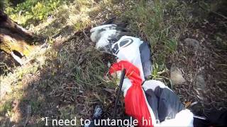 Uncensored English VersionParagliding vs Eagle  Extreme Paraglider Bird Strike Accident [upl. by Cates190]