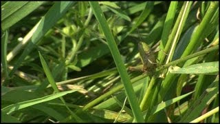 The Grasshopper Caelifera Orthoptera [upl. by Acirahs]