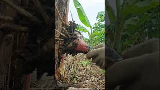 Lakatan banana production Sucker pruning operation [upl. by Chaille573]