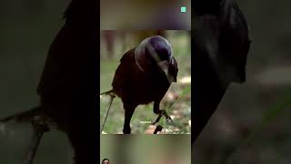 smart crow p3 🤯 shortsfeed shortsviral shortsshorts [upl. by Dode]