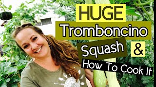 Our HUGE Tromboncino Squash I’m cooking it up [upl. by Rundgren]