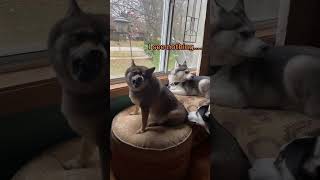 Best seats in the house😄 shorts pomsky husky shiba dog pets cute funny [upl. by Philbert]