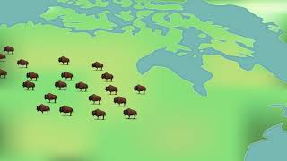 Hinterland Whos Who  Canadian Wildlife Service Bison 30 Sec [upl. by Airel]