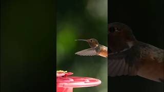 Hummingbirds Flying Backwards [upl. by Amled875]