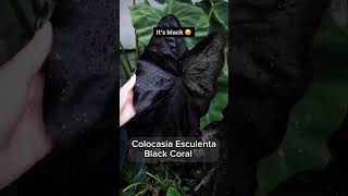 Colocasia Series  Colocasia Esculenta Blackcoral I PlantFactory [upl. by Edmunda]