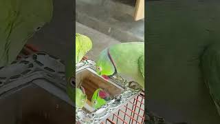 So Smart Talking Parrot talkingparrot mithu shorts [upl. by Ecaroh]