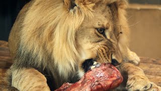 The lion eats a large beef bone and some fish  Overview of the lion enclosure [upl. by Vasili]