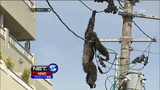 Angry Male Orangutan Escaped and Fell Did He Survive orangutan आरंगुटान xवनमानुष [upl. by Assilat]