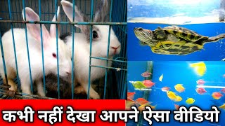 मच्छली रानी कछुआ राजा खरगोश पड़ोसी 😂 Pet Animal Stor Pune rjpremexperiment experiment pets pet [upl. by Eirdua260]