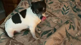 Sweet dreams my dear Elsie🥰😴 video pets animals dog chihuahua [upl. by Garda]