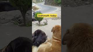 Joshimath today joshimath travel trending shorts [upl. by Rolyks708]