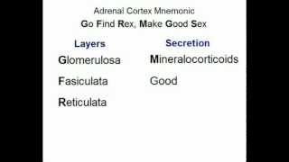 Adrenal Cortex Layers amp Secretions [upl. by Aleron]