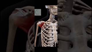 3d shoulder muscles sholder muscles tranding viralvideo humananatomy humanbody animation [upl. by Kenweigh]