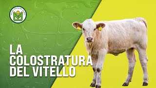 Allevamento Bovini da Carne  La Mortalità del Vitello [upl. by Elda]