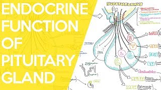 Overview of the Endocrine Function of the Pituitary Gland  Sarah Clifford Illustration Tutorial [upl. by Rogerson]