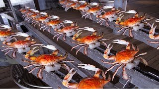 How to Harvesting Crab  Amazing Crab Factory  Crab Meat Processing Line [upl. by Ahsyas299]