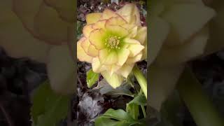 The glorious Helleborus… aka Lenten Rose… in the greenhouse today [upl. by Lindbom]