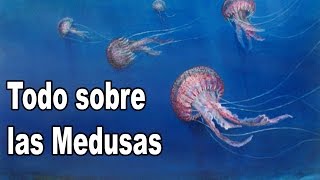 Medusas Datos y Curiosidades [upl. by Rosenberger478]