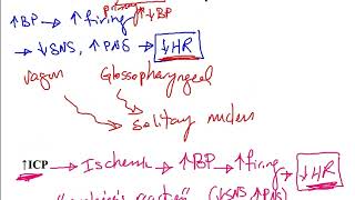 USMLE ACE Video 126 Cardiac Baroreceptors and Chemoreceptors [upl. by Terzas130]