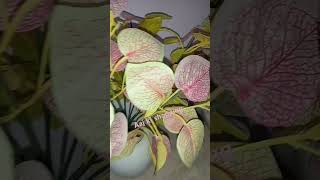 Very beautiful flowers bollywood song manit manitmor [upl. by Goldarina]