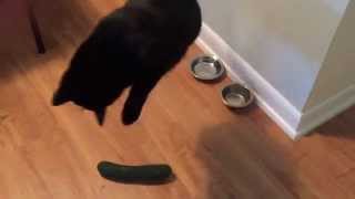 Cat scared of Cucumber [upl. by Anelrac]