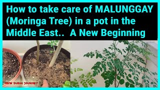 How to Take Care of MALUNGGAY Moringa Tree in a pot in the Middle East  A New Beginning  DVTV [upl. by Matthew]