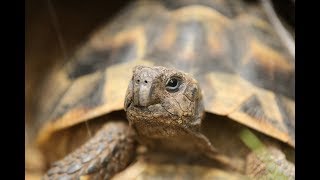 Comment préparer lhibernation de sa tortue [upl. by Bessy]