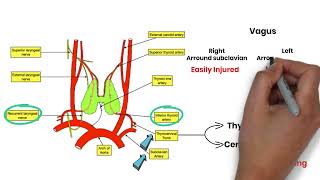 Blood Supply of Thyroid Gland  MRCS Revision بالعربي  MRCS Academy [upl. by Irmina597]