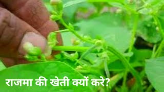 राजमा की खेती मे सिर्फ 36 दिनो मे फलिया लगी  rajma ki kheti  rajma ki kheti kaise kare [upl. by Ymar]