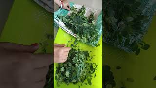 Benefits of moringa leaves🌿  shorts short trending youtube subscribe food ytshorts yt [upl. by Eveleen392]